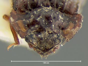 Media type: image;   Entomology 7374 Aspect: head dorsal view